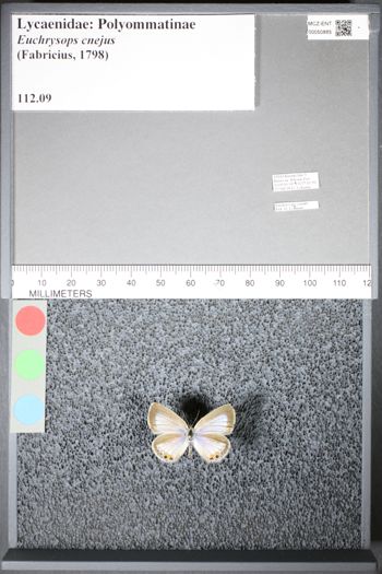 Media type: image;   Entomology 50885